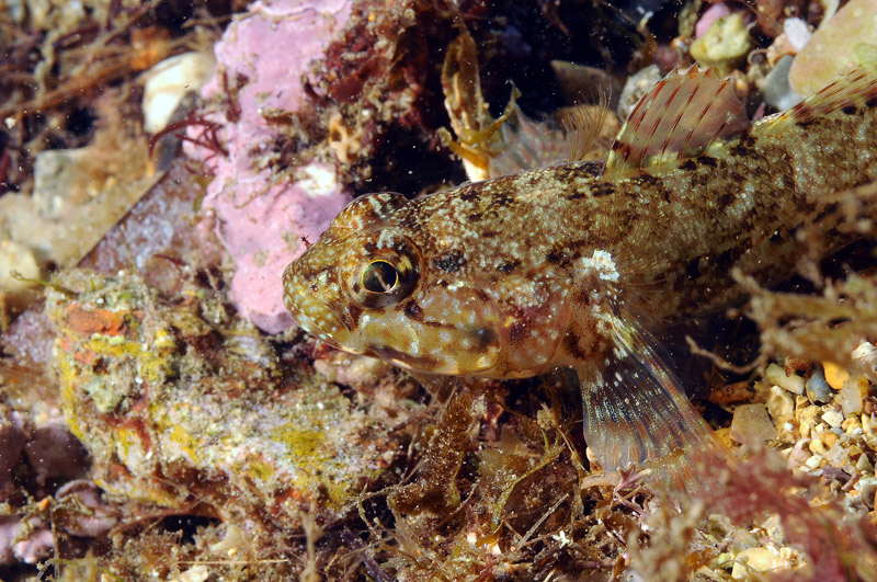 G. paganellus, G. incognitus, G. niger